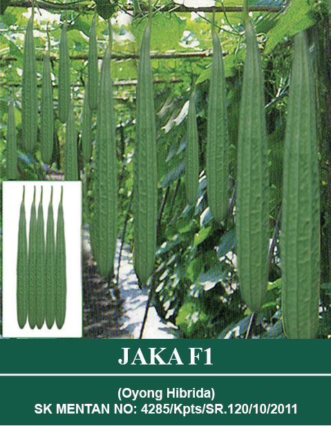 Benih JAKA F1 Mutiara Bumi