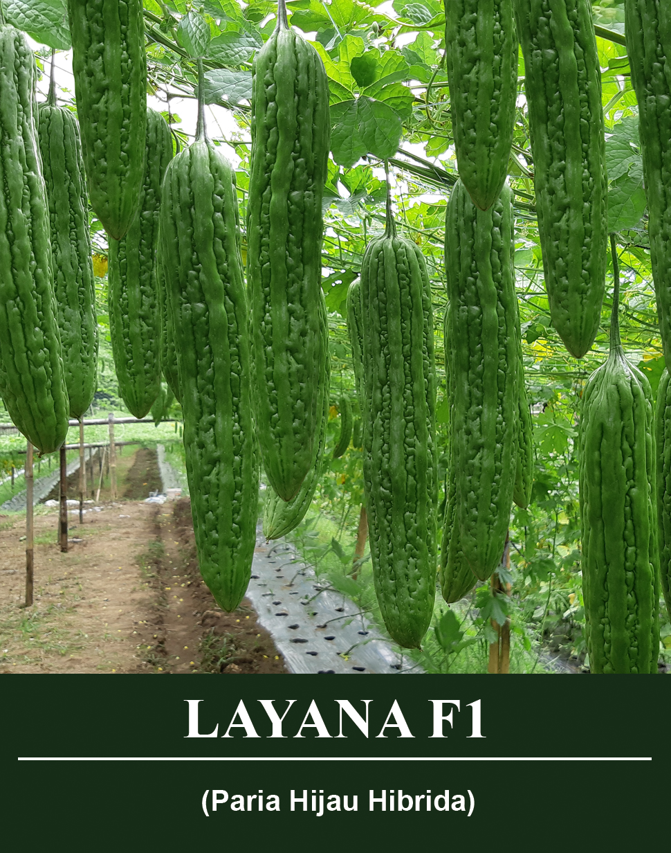 Benih Layana F1 Mutiara Bumi