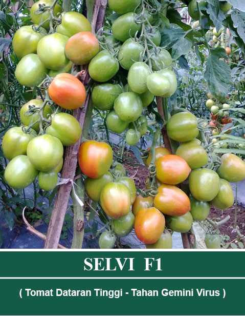 Benih SELVI F1 Mutiara Bumi