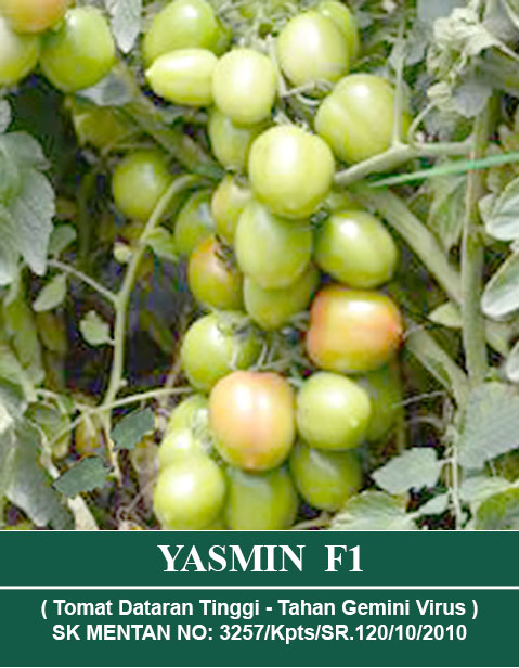 Benih YASMIN F1 Mutiara Bumi