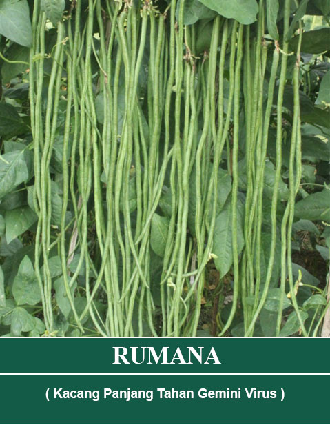 RUMANA
