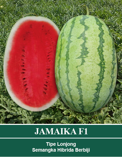 Benih JAMAIKA Mutiara Bumi