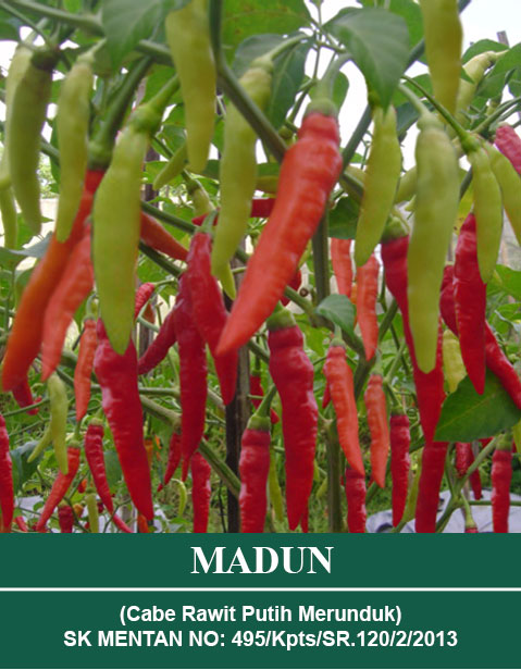 Benih MADUN Mutiara Bumi