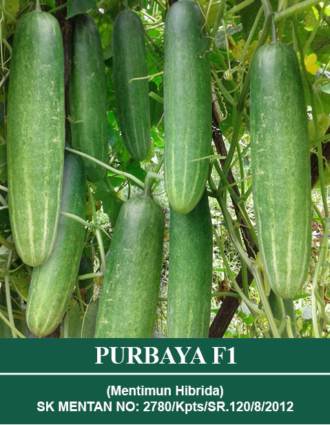 Benih PURBAYA Mutiara Bumi