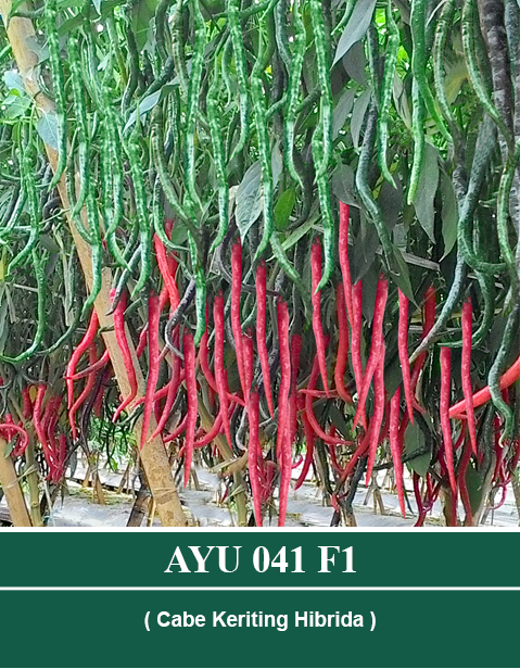 Benih Ayu 041 F1 Mutiara Bumi