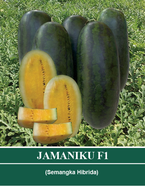 Benih JAMANIKU Mutiara Bumi