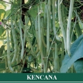 KENCANA - Buncis dengan biji hitam