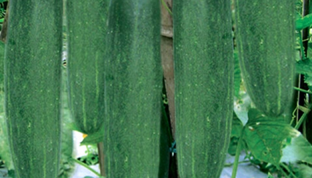 Ketimun Hibrida CALISTA
