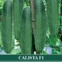 Ketimun Hibrida CALISTA