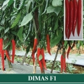 Cabe Besar DIMAS