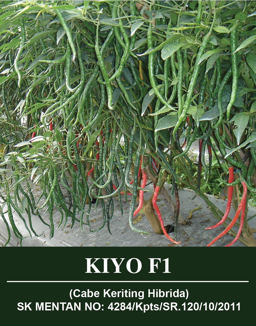 kiyo1.jpg