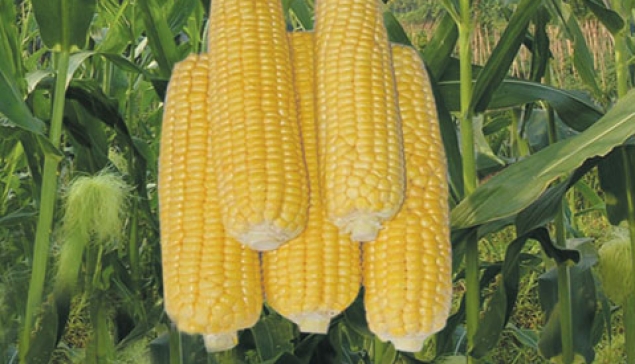 Jagung Manis MB 01 SWEET