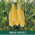 Jagung Manis MB 01 SWEET