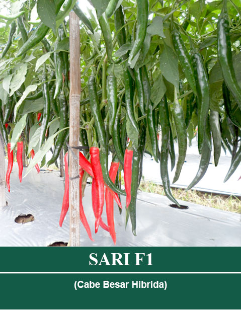 sari.jpg