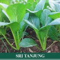 Caisim SRI TANJUNG