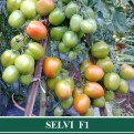 Tomat SELVI