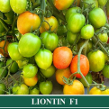 Tomat Hibrida LIONTIN
